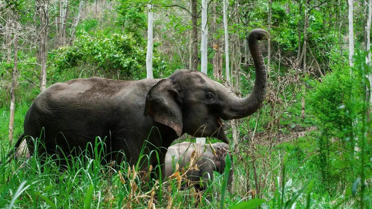 Bangkok: Elephant Care Experience at Bangkok Elephant Park