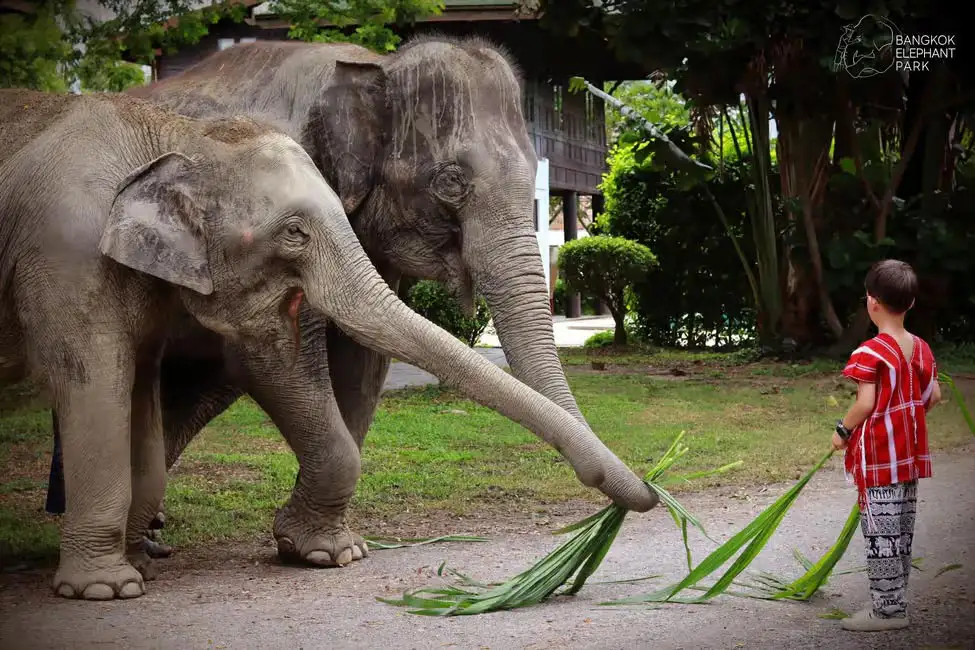 Bangkok: Elephant Care Experience at Bangkok Elephant Park
