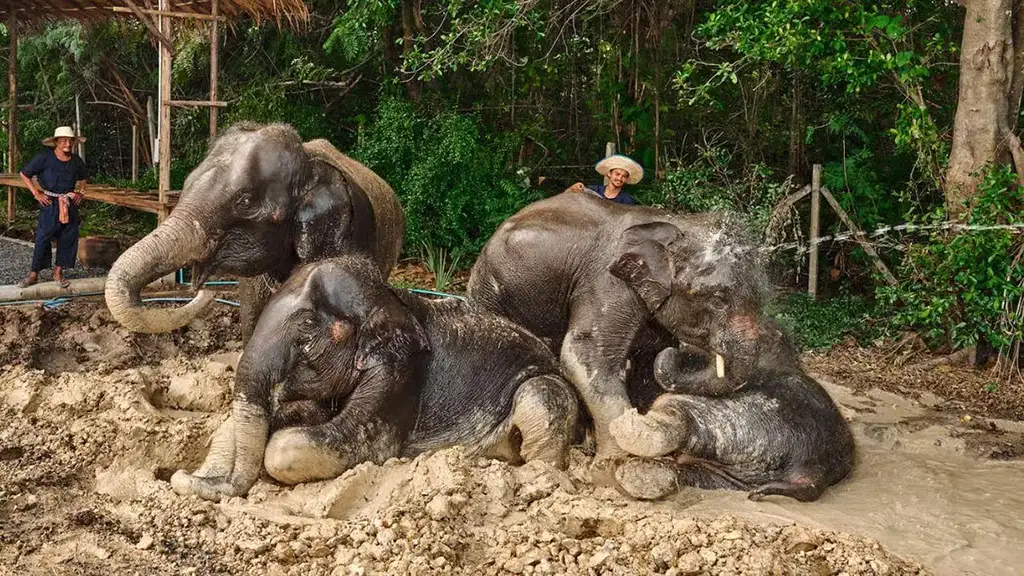 Bangkok: Elephant Care Experience at Bangkok Elephant Park