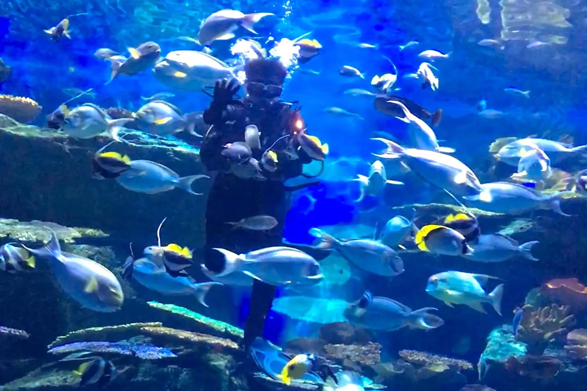 Bangkok: SEA LIFE Bangkok Ocean World Ticket