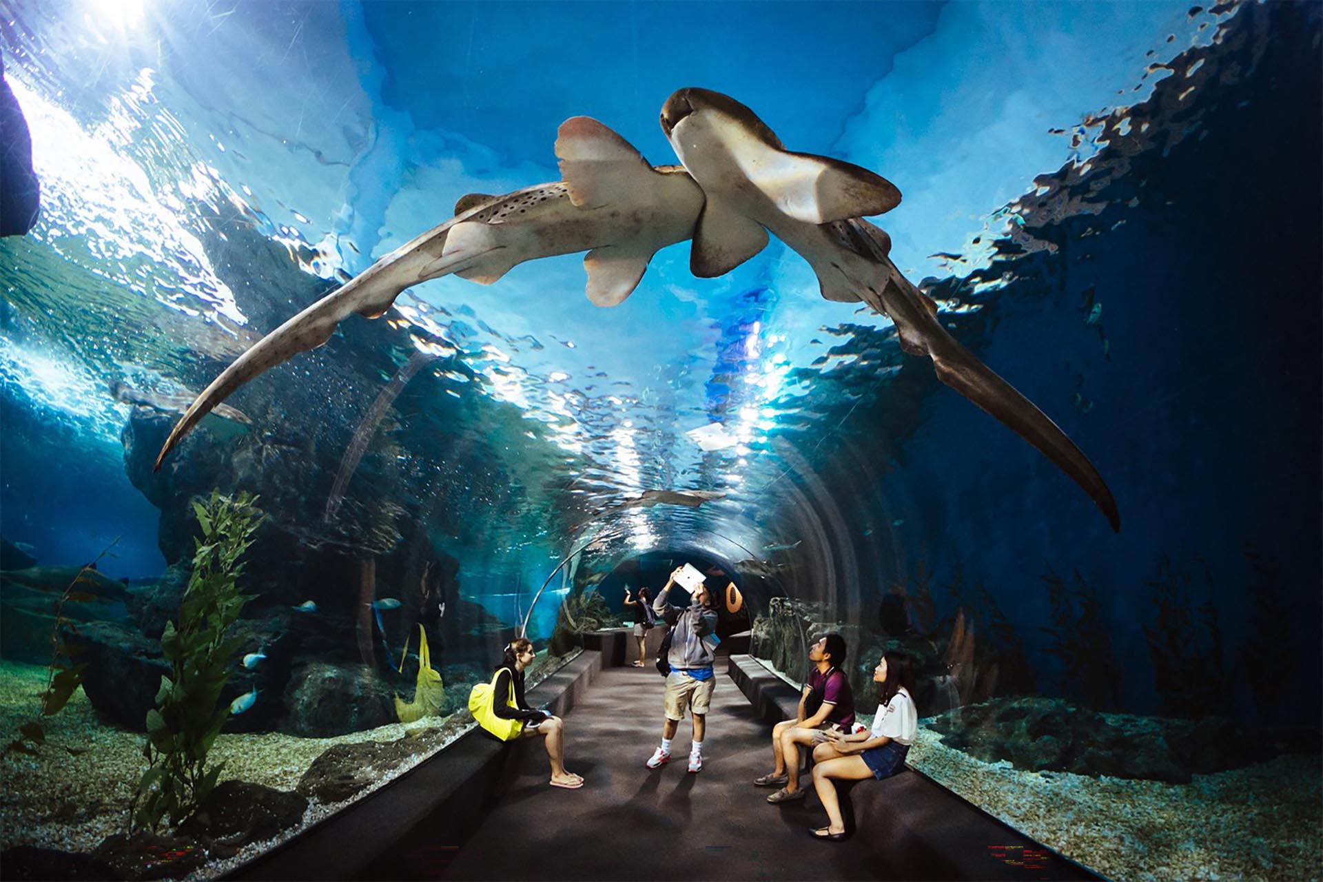 Bangkok: SEA LIFE Bangkok Ocean World Ticket
