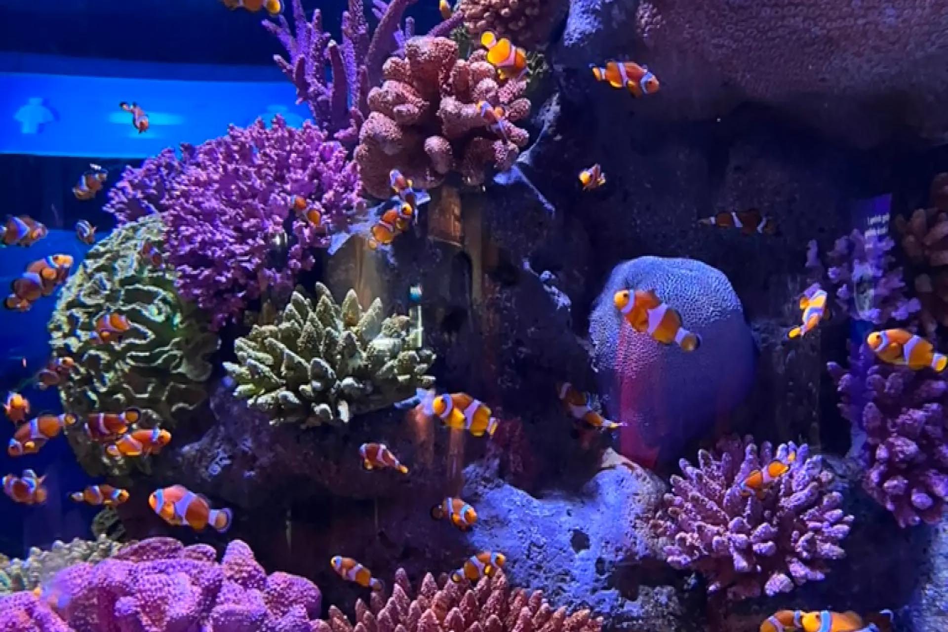 Bangkok: SEA LIFE Bangkok Ocean World Ticket