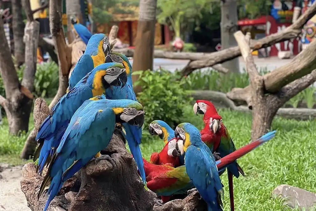 Safari World Bangkok Ticket