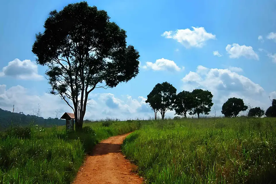 From Bangkok: Back to Nature Trekking and Hiking at Khao Yai National Park