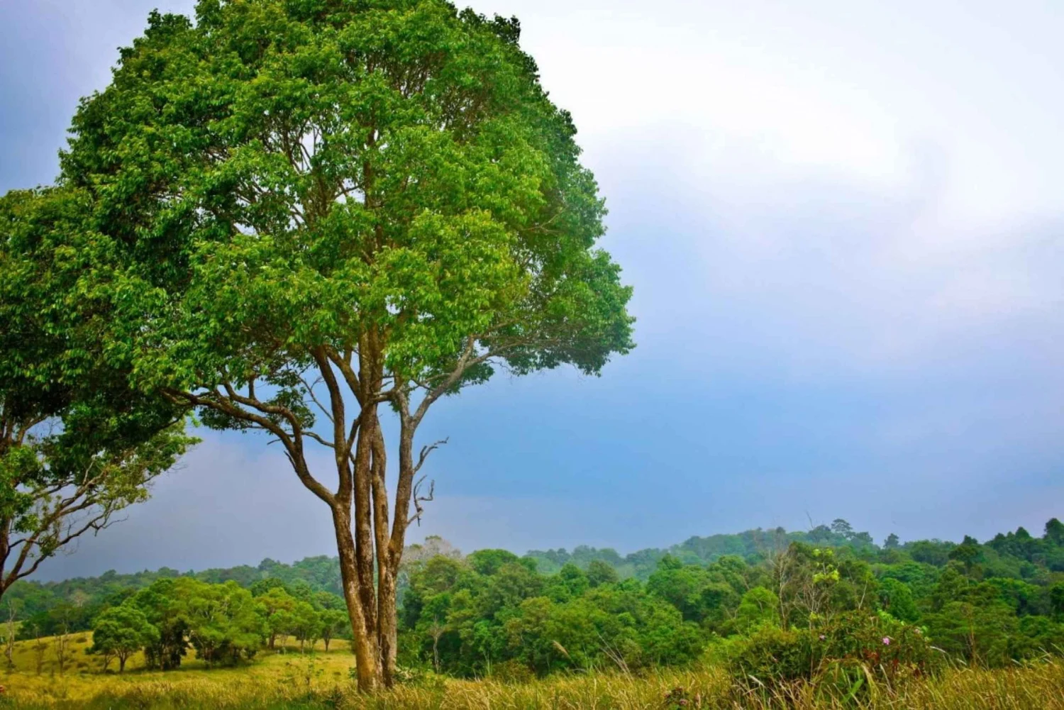 From Bangkok: Back to Nature Trekking and Hiking at Khao Yai National Park