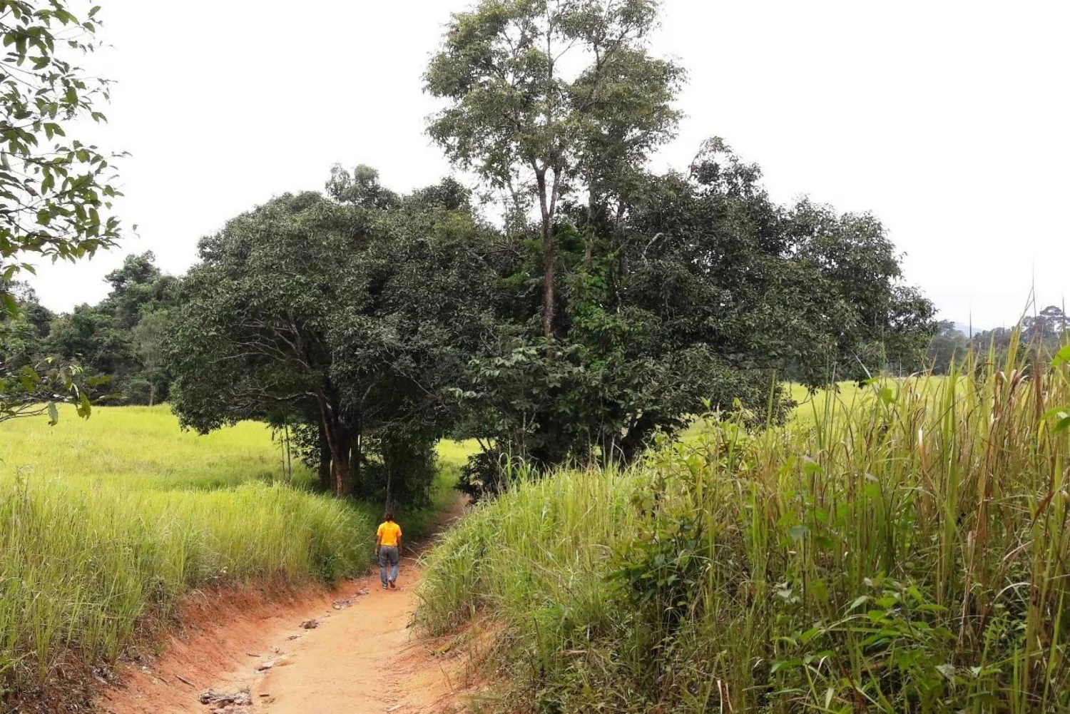 From Bangkok: Back to Nature Trekking and Hiking at Khao Yai National Park