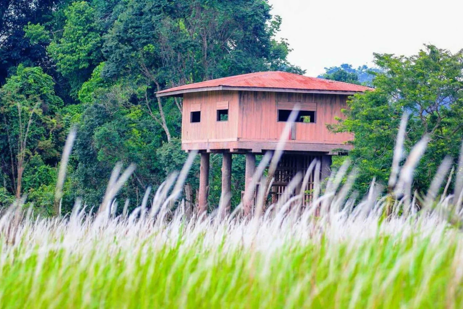 From Bangkok: Back to Nature Trekking and Hiking at Khao Yai National Park
