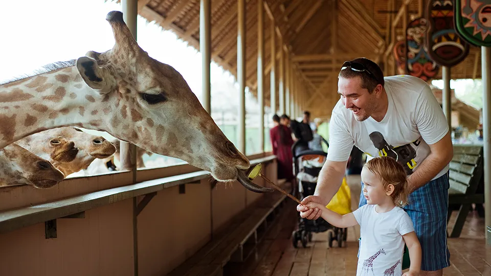 The joy of meeting wildlife up close - a child feeding a giraffe at Bangkok's popular Safari World