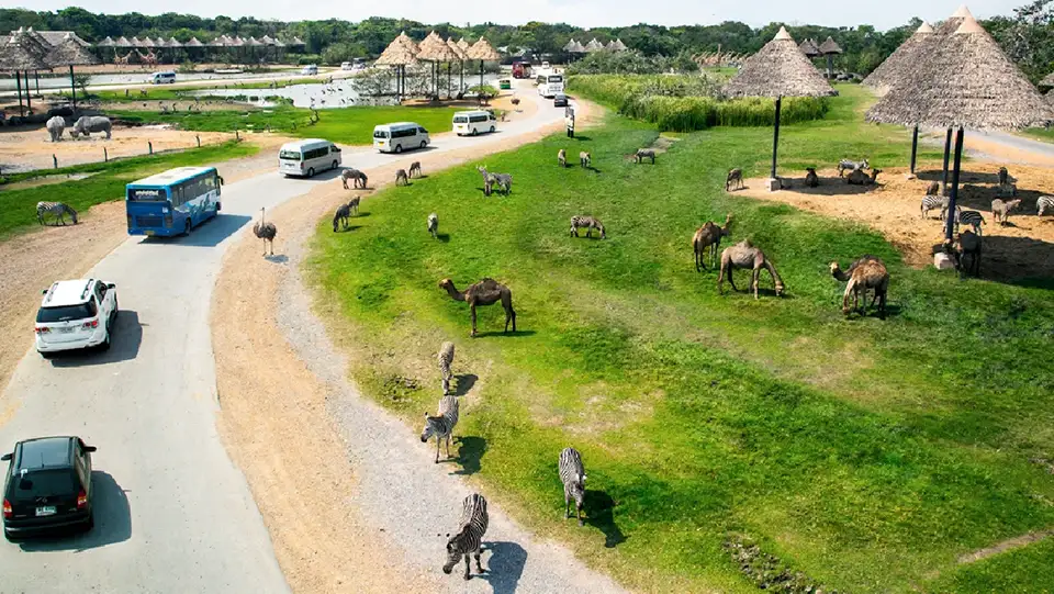 Safari World Bangkok with Transfer at Meeting Point