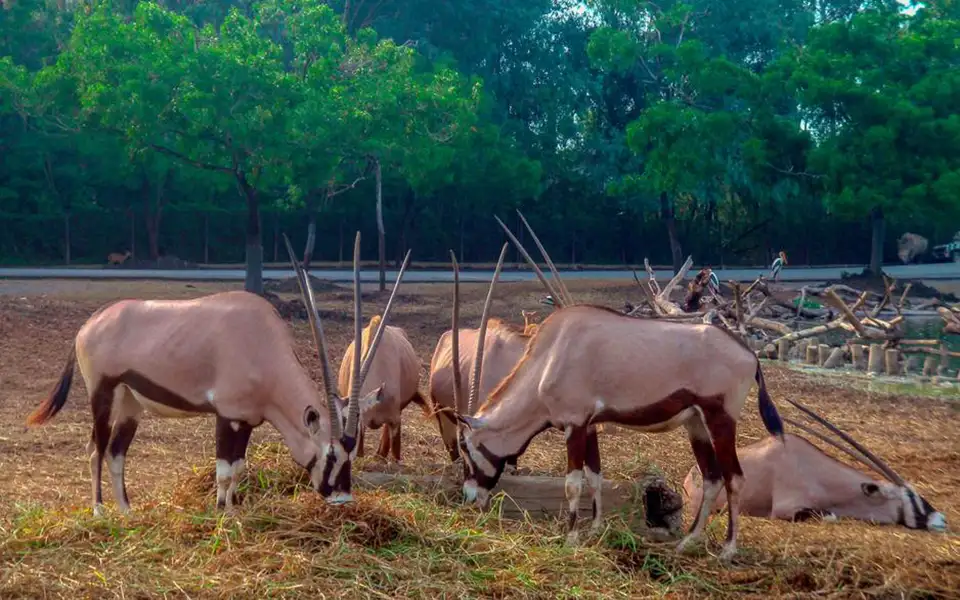 Safari World Bangkok with Transfer at Meeting Point