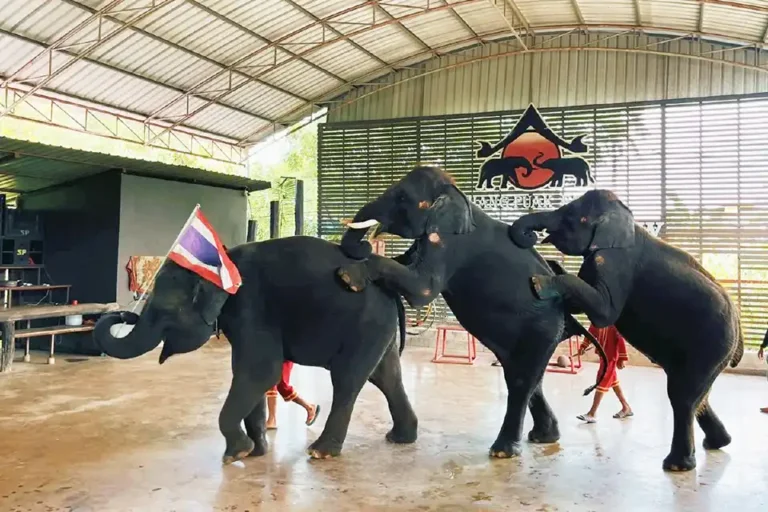 Bangkok: Chang Puak Camp Damnoen Saduak