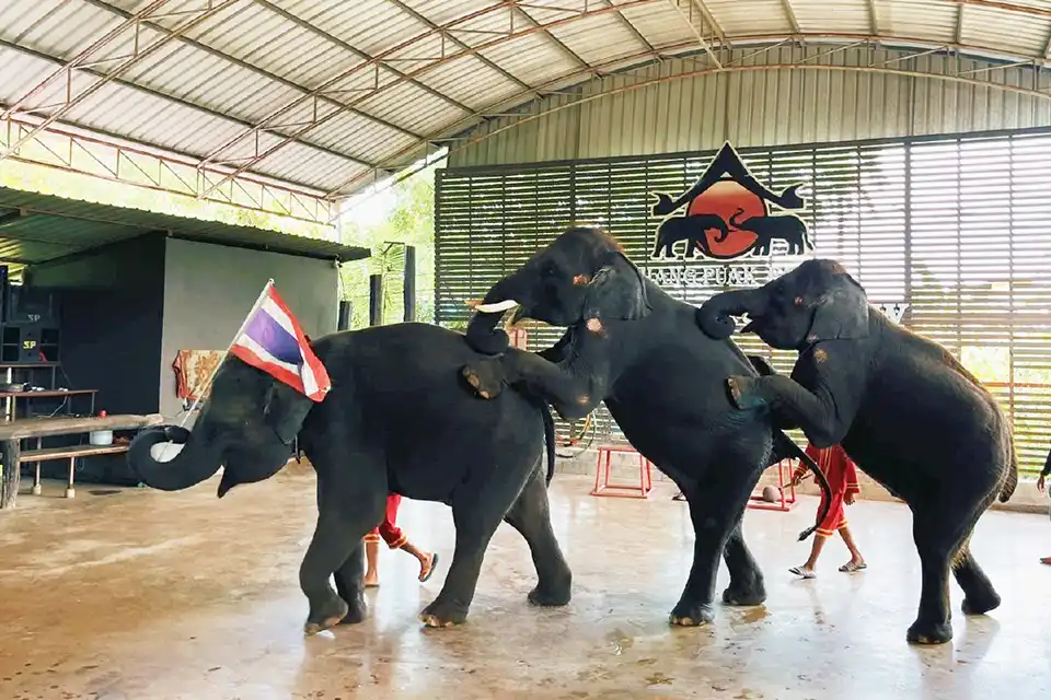 Bangkok: Chang Puak Camp Damnoen Saduak