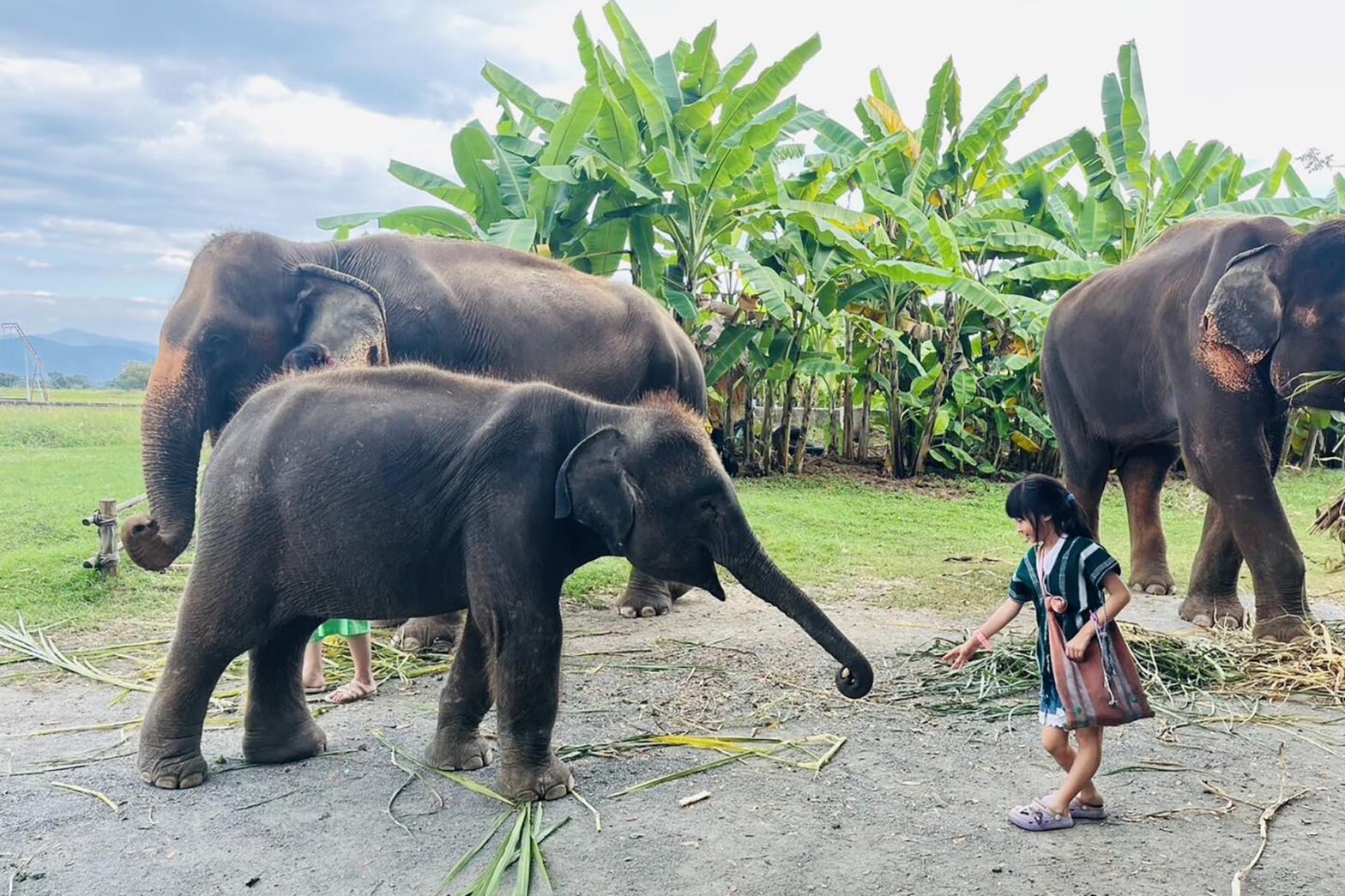 Chiang Mai Elephant Park & Sticky Waterfall