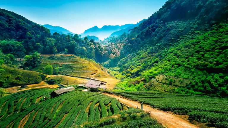 Chiang Mai Mountains Green Fresh Nature Calm Atmosphere