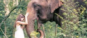 Family Trip in Chiang Mai: Young woman connecting with an elephant during a family visit to Chiang Mai