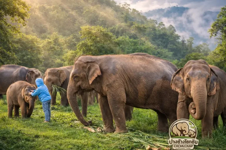 Chiang Mai Chokchai Elephant Camp