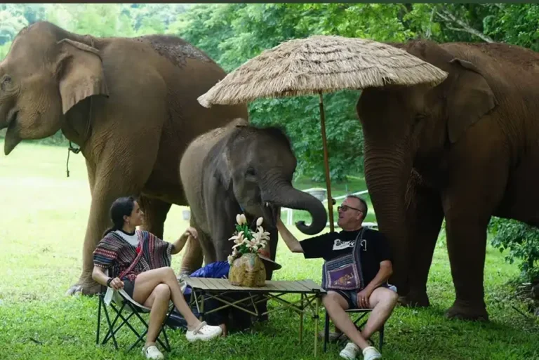 Lanna Elephant Care