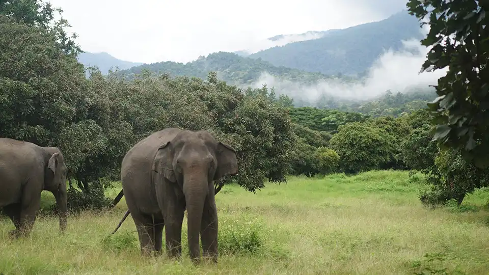 Chiang Mai: Lanna Elephant Care