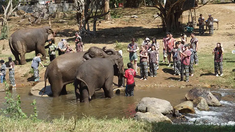 Chiang Mai: Lanna Elephant Care