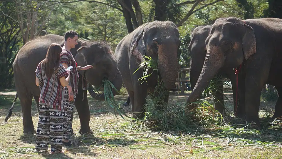 Chiang Mai: Lanna Elephant Care