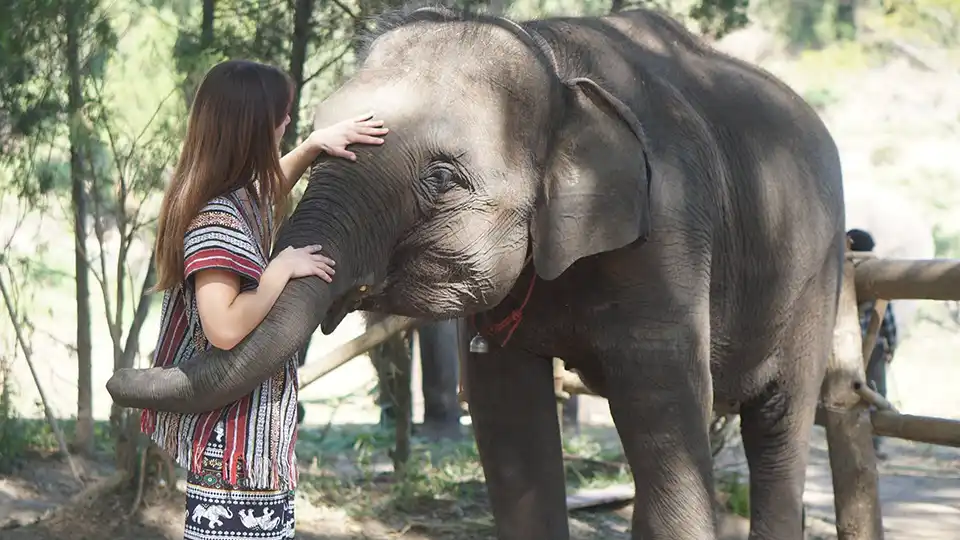 Chiang Mai: Lanna Elephant Care