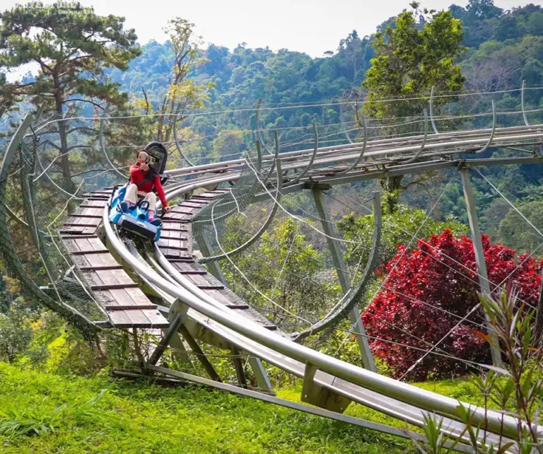 Pongyang Jungle Coaster and Zipline