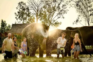 Pattaya Elephant Sanctuary Tickets