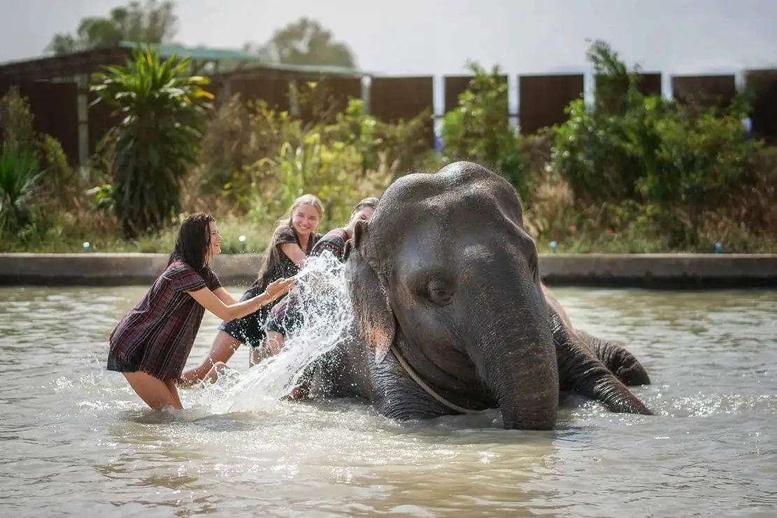 Pattaya Elephant Jungle Sanctuary Tickets Half-Day Tour with Meal