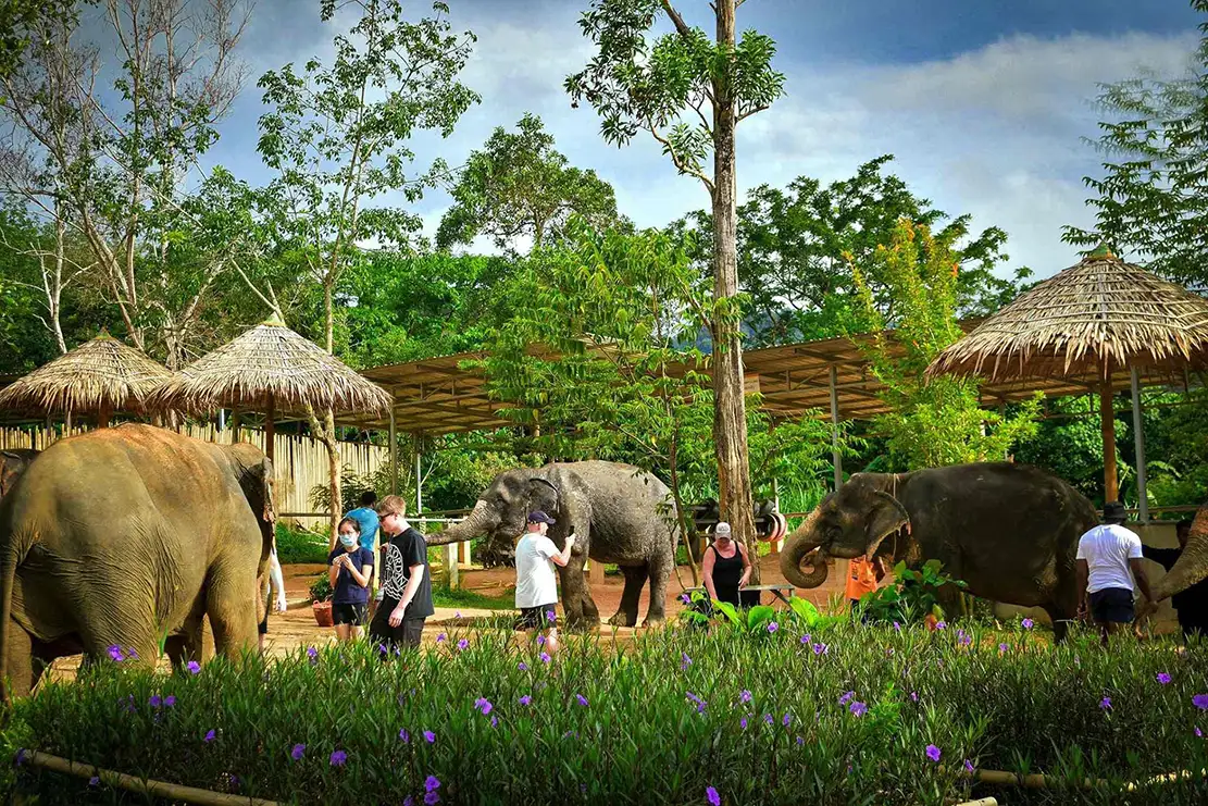 Pattaya Elephant Jungle Sanctuary Tickets Half-Day Tour with Meal