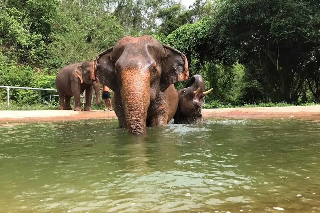 Pattaya Elephant Jungle Sanctuary Tickets Half-Day Tour with Meal