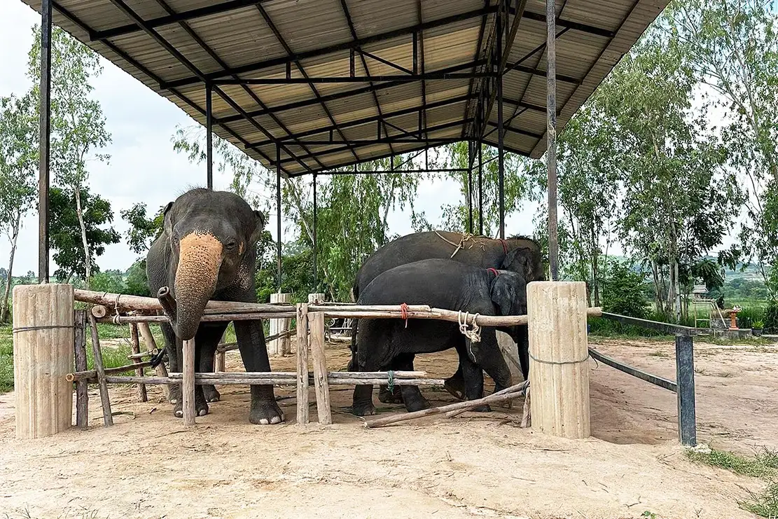 Pattaya Elephant Jungle Sanctuary Tickets Half-Day Tour with Meal