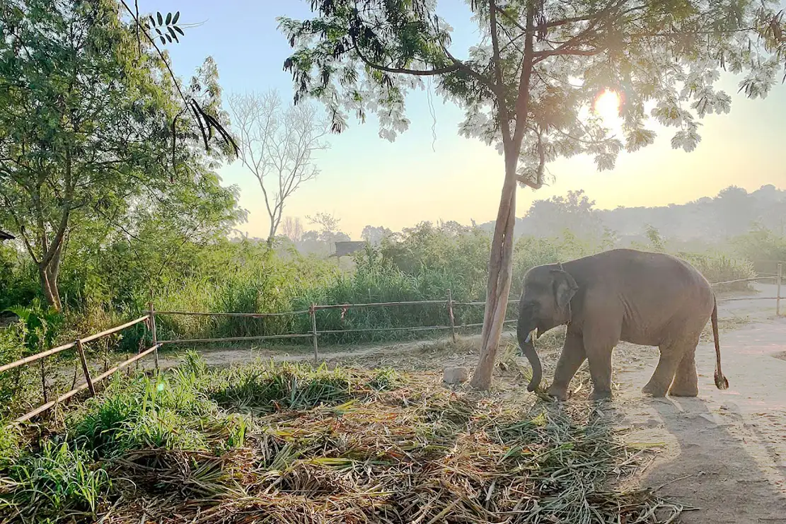 Pattaya Elephant Jungle Sanctuary Tickets Half-Day Tour with Meal