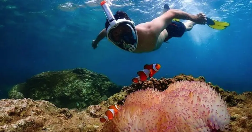 Snorkeler swimming above beautiful coral reef teeming with orange clownfish and colorful sea anemones in crystal clear waters
