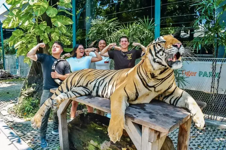 Tiger Park Pattaya