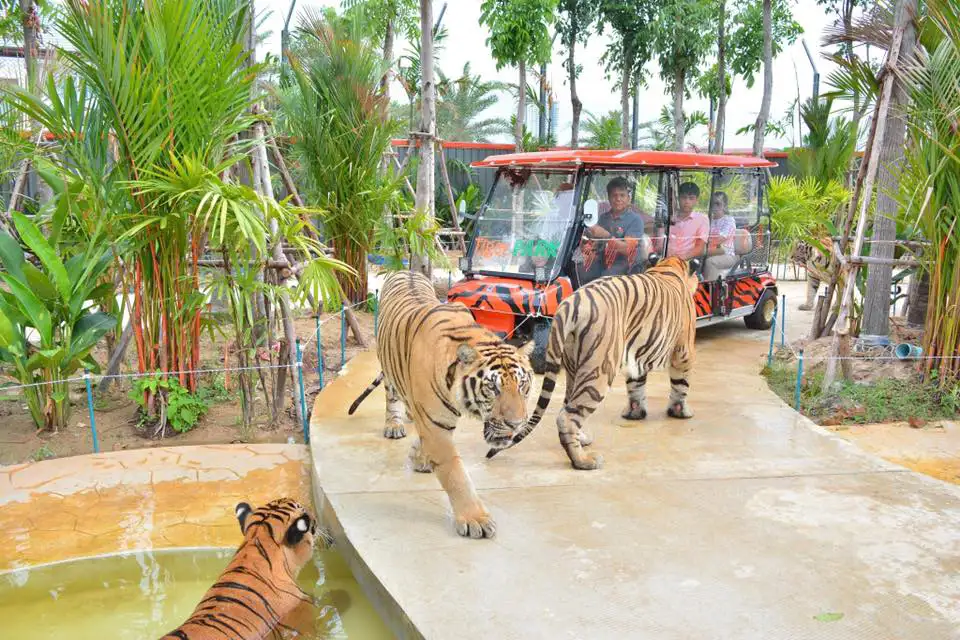 Tiger PARK Pattaya Ticket