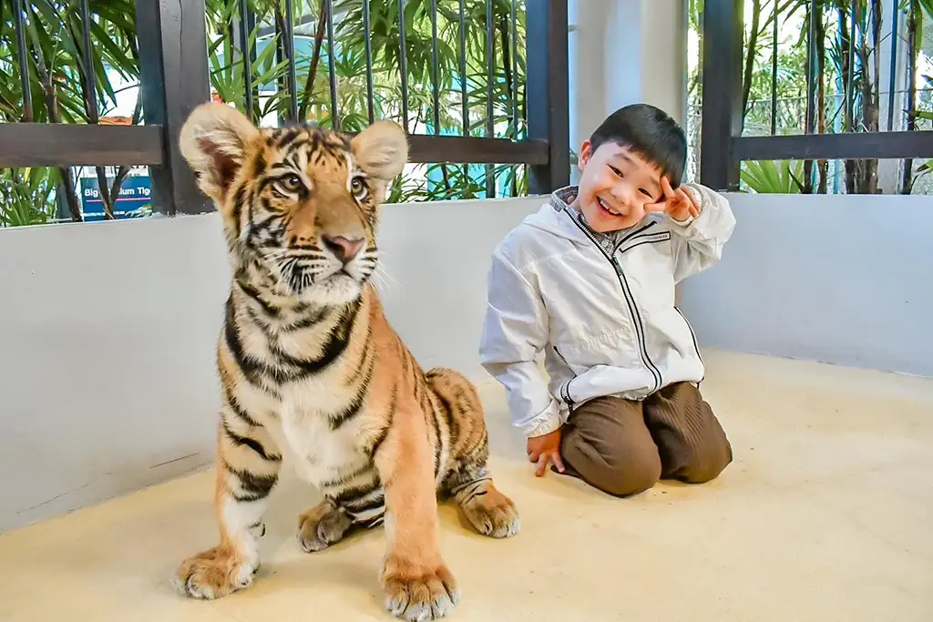 Tiger PARK Pattaya Ticket