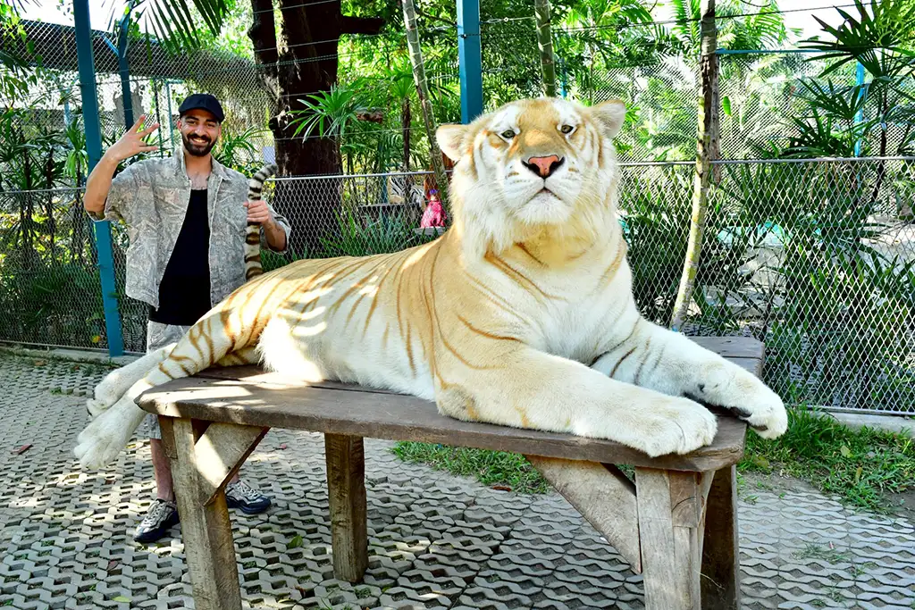 Tiger PARK Pattaya Ticket