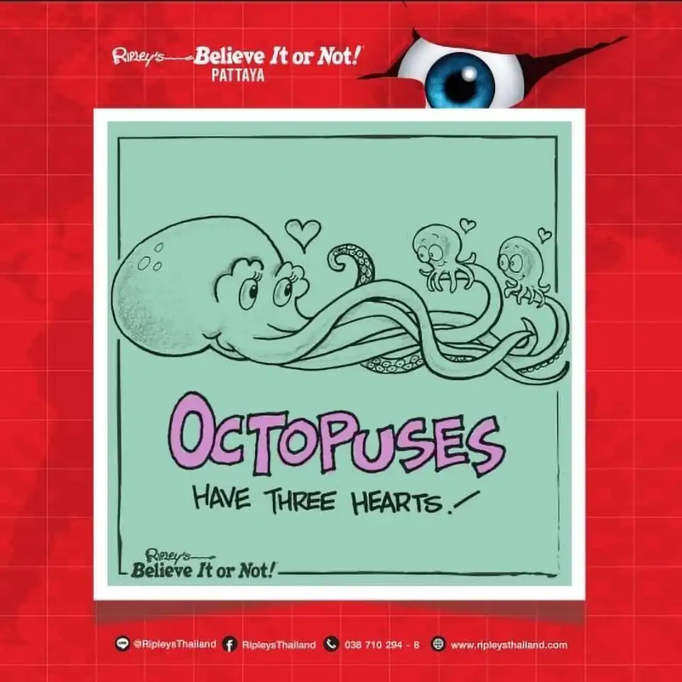 Pattaya: Ripley’s Believe It or Not Museum Ticket