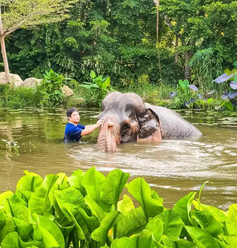 Elephant sanctuary Pattaya