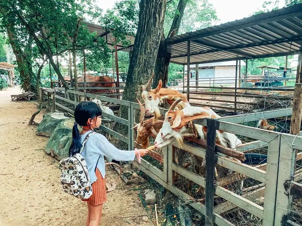 Pattaya Elephant Village and MongChang Cafe