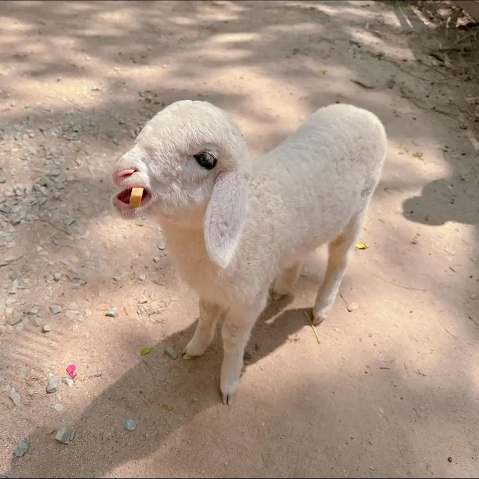 Pattaya Elephant Village and MongChang Cafe