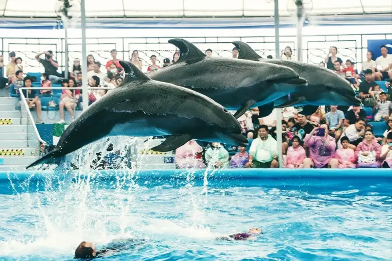 pattaya dolphin