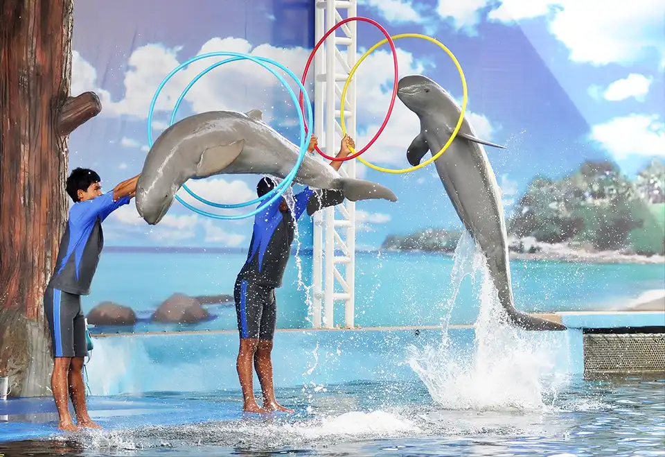 Pattaya Dolphinarium