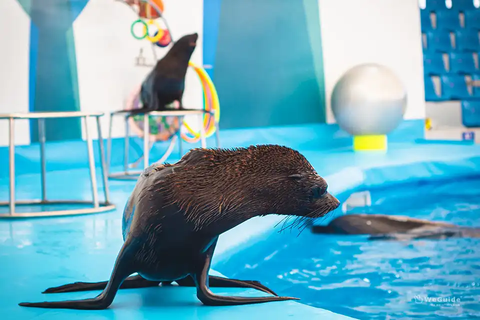 Pattaya Dolphinarium