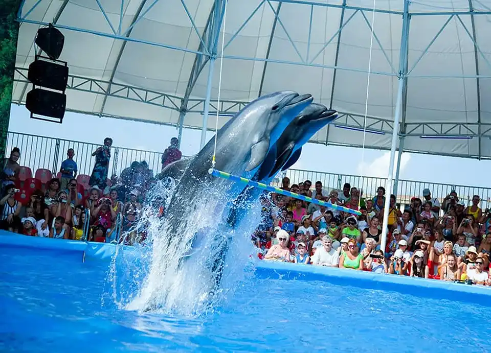 Pattaya Dolphinarium