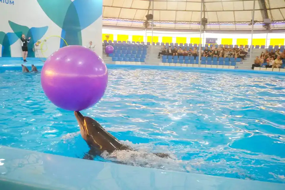 Pattaya Dolphinarium