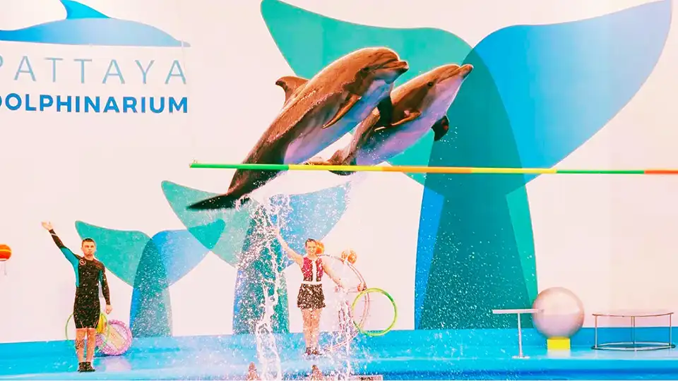 Pattaya Dolphinarium