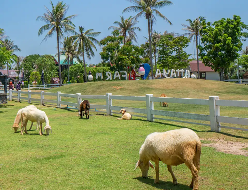 Pattaya: Family Park Pattaya Sheep Farm Ticket