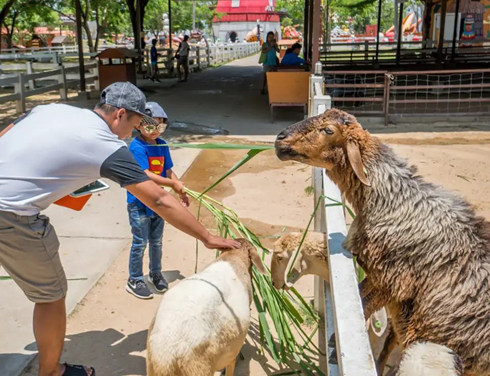 Pattaya: Family Park Pattaya Sheep Farm Ticket