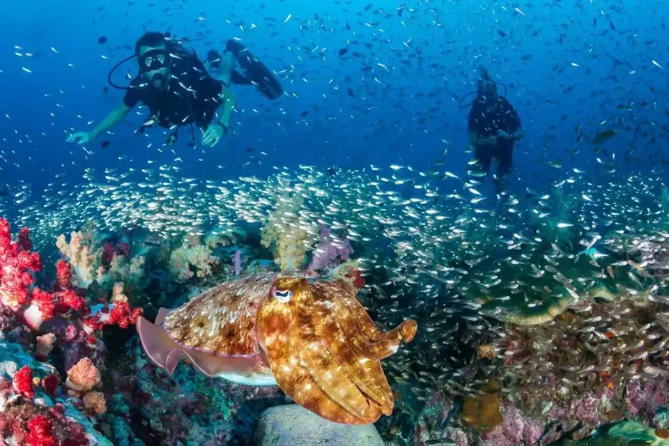 Scuba divers observe a large cuttlefish swimming among colorful coral reefs and schools of small fish in the clear waters off Phang Nga